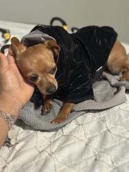 Lost Male Dog last seen N san Horacio ave, San Antonio, TX 78228