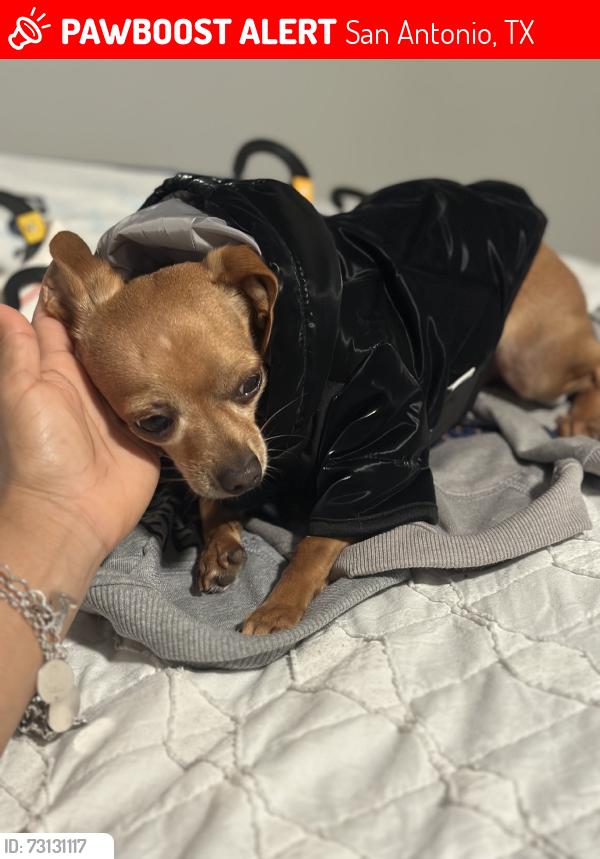 Lost Male Dog last seen N san Horacio ave, San Antonio, TX 78228