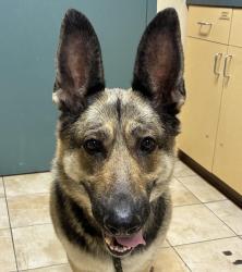Shelter Stray Female Dog last seen SE 82nd & SE Harney st, OR, 97266, 1700 W Historic Columbia River Hwy, Troutdale, OR 97060, USA