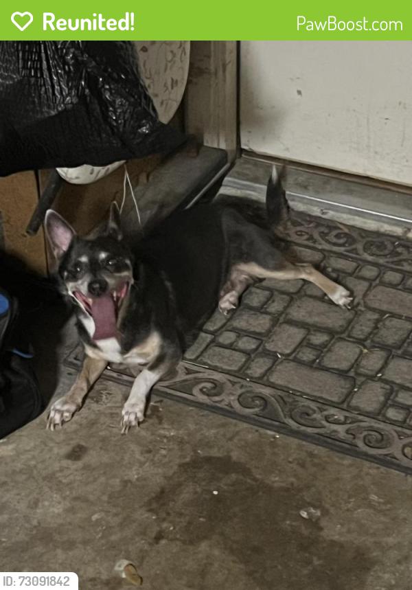 Reunited Male Dog last seen Carrington and Amherst Lane Grand Prairie TX, Grand Prairie, TX 75052