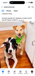 Lost Unknown Dog last seen Hwy 101 & Hwy 417, Michelin of Greer, where Greer meets Woodruff, Greer, SC 29651