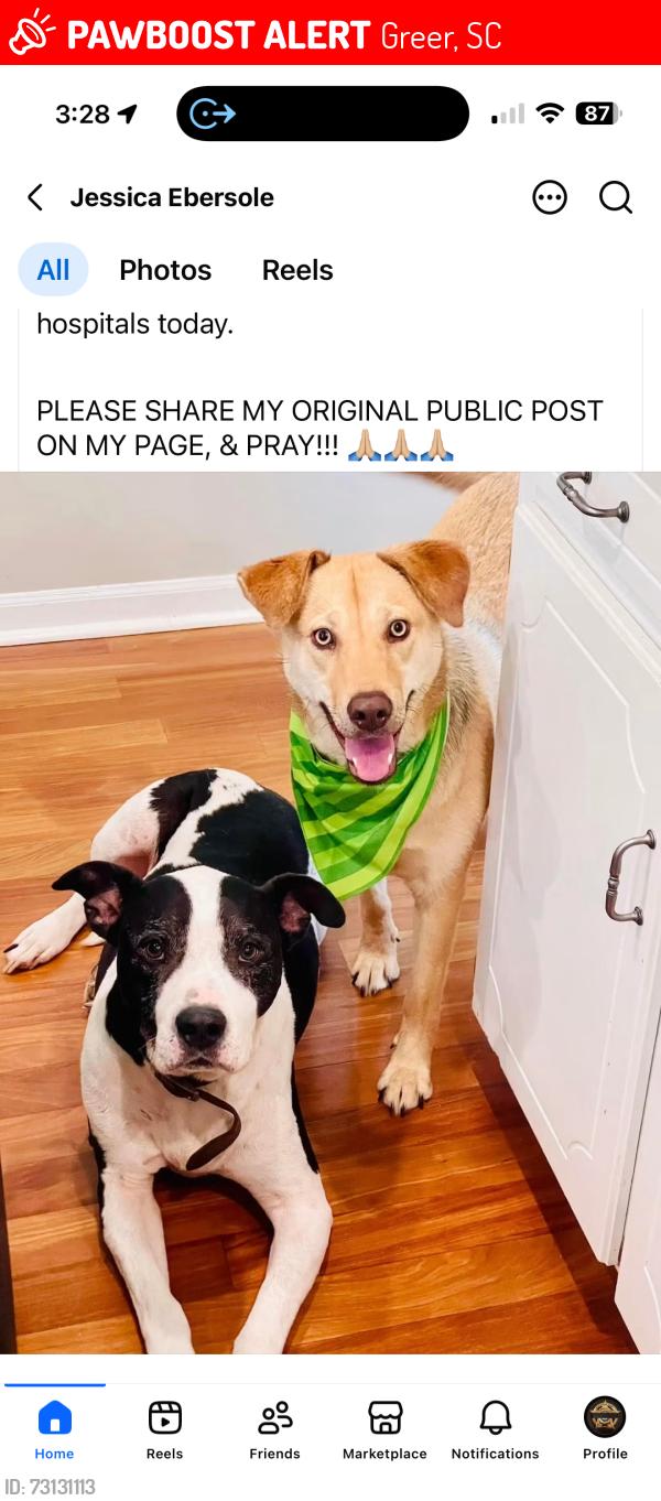 Lost Unknown Dog last seen Hwy 101 & Hwy 417, Michelin of Greer, where Greer meets Woodruff, Greer, SC 29651