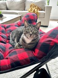 Lost Female Cat last seen Scoudouc Road / Red Bridge Road area, Scoudouc Road, NB E4P 0V4