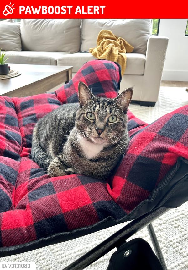 Lost Female Cat last seen Scoudouc Road / Red Bridge Road area, Scoudouc Road, NB E4P 0V4