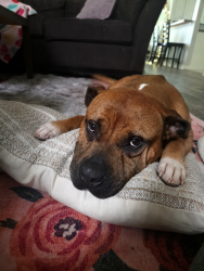 Reunited Male Dog last seen Canyon trail, Lake Worth, TX 76135