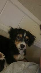 Lost Male Dog last seen Seiling park - 603 n elm avenue broken arrow, ok 74012, Broken Arrow, OK 74012