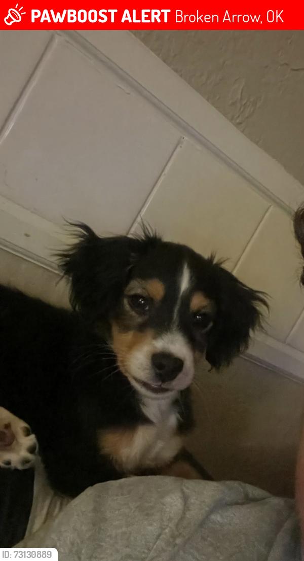 Lost Male Dog last seen Seiling park - 603 n elm avenue broken arrow, ok 74012, Broken Arrow, OK 74012