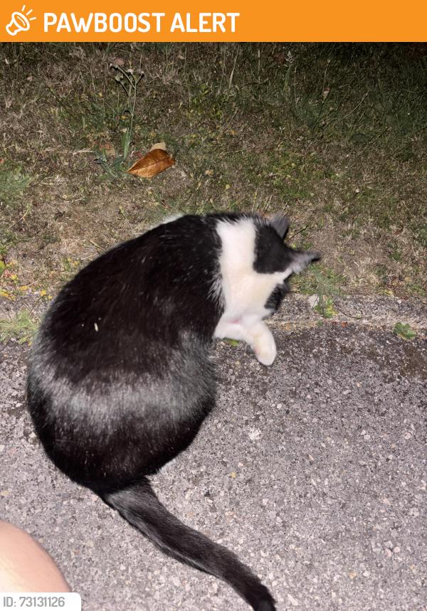 Found/Stray Unknown Cat last seen Red lodge swimming pool, Southampton, England SO16 7LT