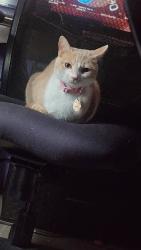 Lost Female Cat last seen W city dam rd keavey 40741, Laurel County, KY 40737