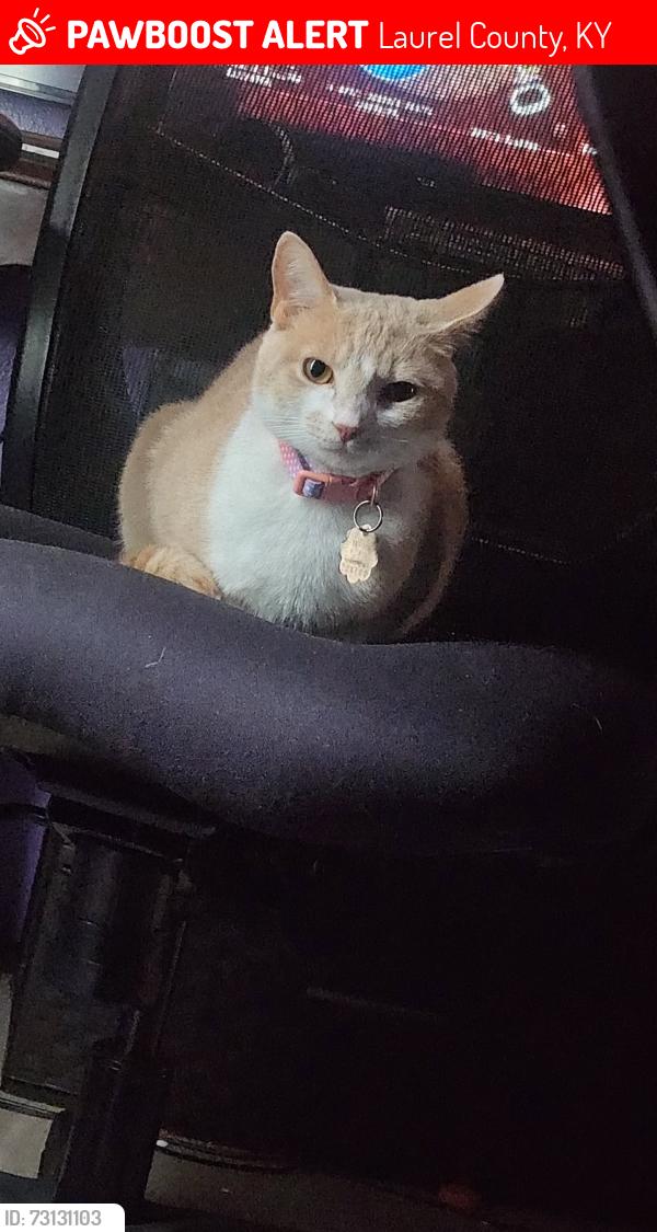 Lost Female Cat last seen W city dam rd keavey 40741, Laurel County, KY 40737