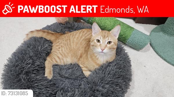 Lost Male Cat last seen middle of Talbot Road, Edmonds, WA 98026