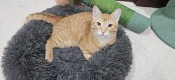Lost Male Cat last seen middle of Talbot Road, Edmonds, WA 98026