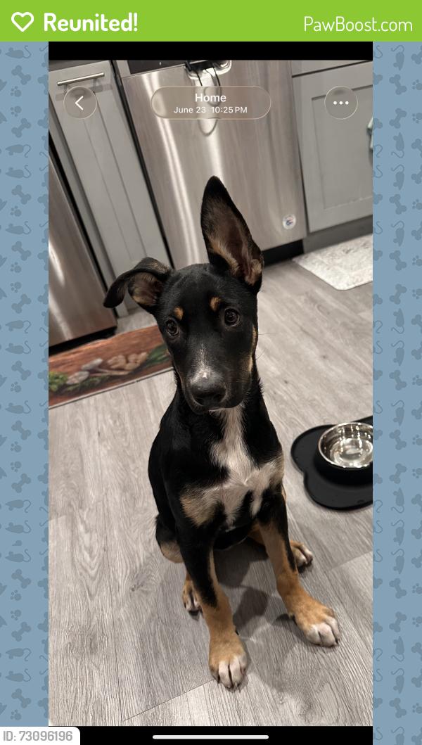 Reunited Female Dog last seen Victory blvd & Fulton Ave near neighborhoods by the 7/11 and Walgreens area i, Los Angeles, CA 91401
