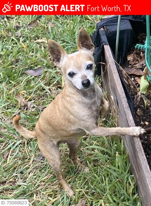 Lost Female Dog last seen Martel x Benmar, Fort Worth, TX 76103