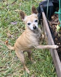 Lost Female Dog last seen Martel x Benmar, Fort Worth, TX 76103