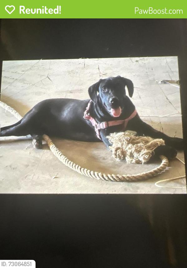 Reunited Male Dog last seen Gulf beach hey and Paz Place, Escambia County, FL 32507