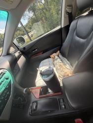 Reunited Female Dog last seen Corner of Savannah street in Tucker farms, Odenville, AL 35120