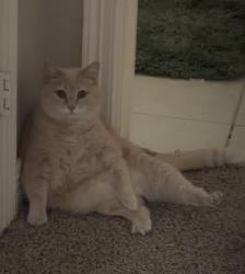 Reunited Female Cat last seen Near Morning Lake Dr, League City, TX 77573, USA, League City, TX 77573