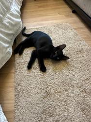 Reunited Male Cat last seen Marble Way and Sandstone Street, Chula Vista, CA 91911