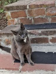Reunited Female Cat last seen Park ave, Revere, MA 02151
