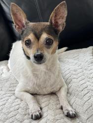 Lost Female Dog last seen Highway 27, Dundee, FL 33838