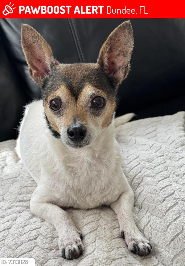 Lost Female Dog last seen Highway 27, Dundee, FL 33838