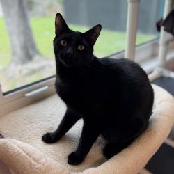 Shelter Stray Male Cat last seen , 8020 Washington St, Port Richey, FL 34668, USA
