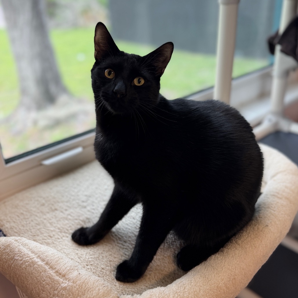 Shelter Stray Male Cat last seen , 8020 Washington St, Port Richey, FL 34668, USA