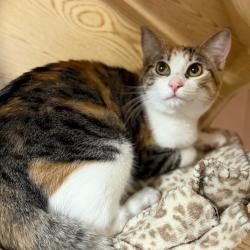 Shelter Stray Female Cat last seen , 8020 Washington St, Port Richey, FL 34668, USA
