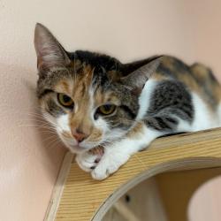Shelter Stray Female Cat last seen , 8020 Washington St, Port Richey, FL 34668, USA