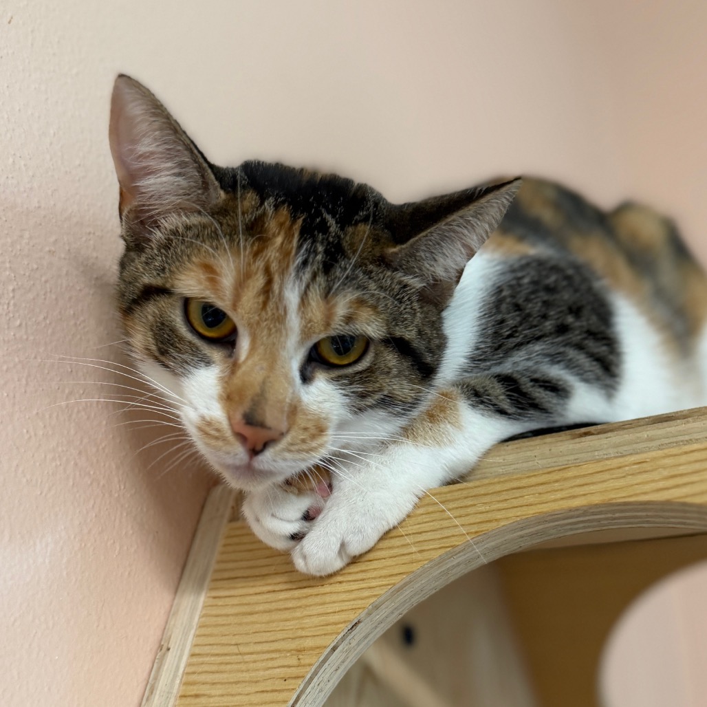 Shelter Stray Female Cat last seen , 8020 Washington St, Port Richey, FL 34668, USA