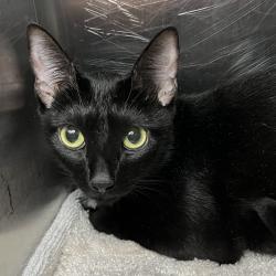Shelter Stray Female Cat last seen , 4575 E Mesquite Ave, Palm Springs, CA 92264, USA