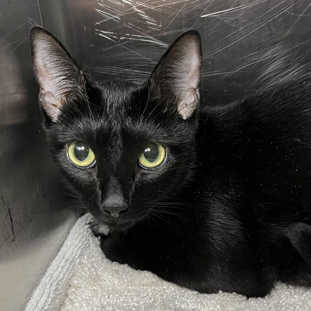 Shelter Stray Female Cat last seen , 4575 E Mesquite Ave, Palm Springs, CA 92264, USA