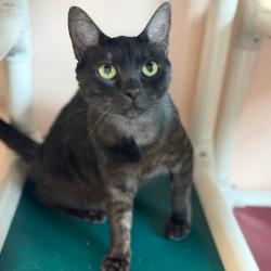 Shelter Stray Female Cat last seen , 8020 Washington St, Port Richey, FL 34668, USA