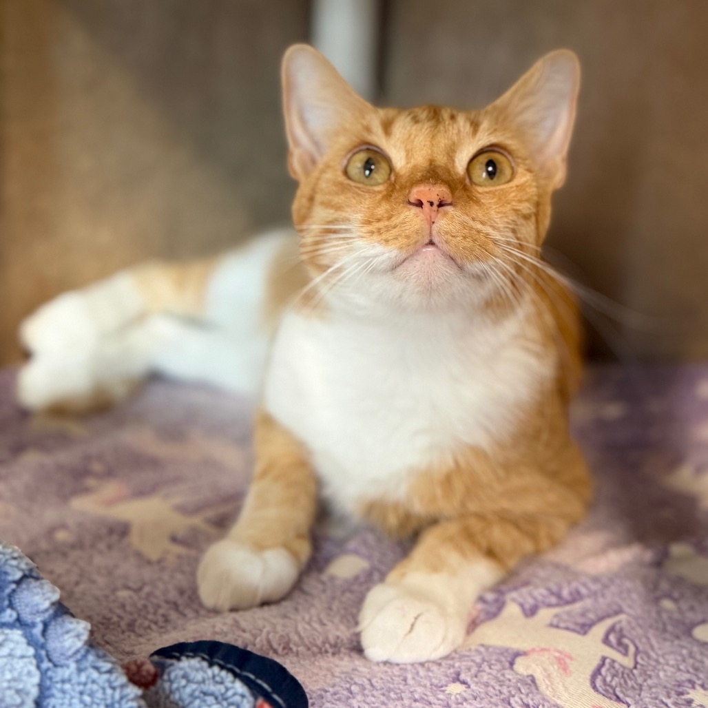 Shelter Stray Female Cat last seen , 8020 Washington St, Port Richey, FL 34668, USA