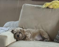 Reunited Female Dog last seen Near frog rock rd, Armonk, NY 10504