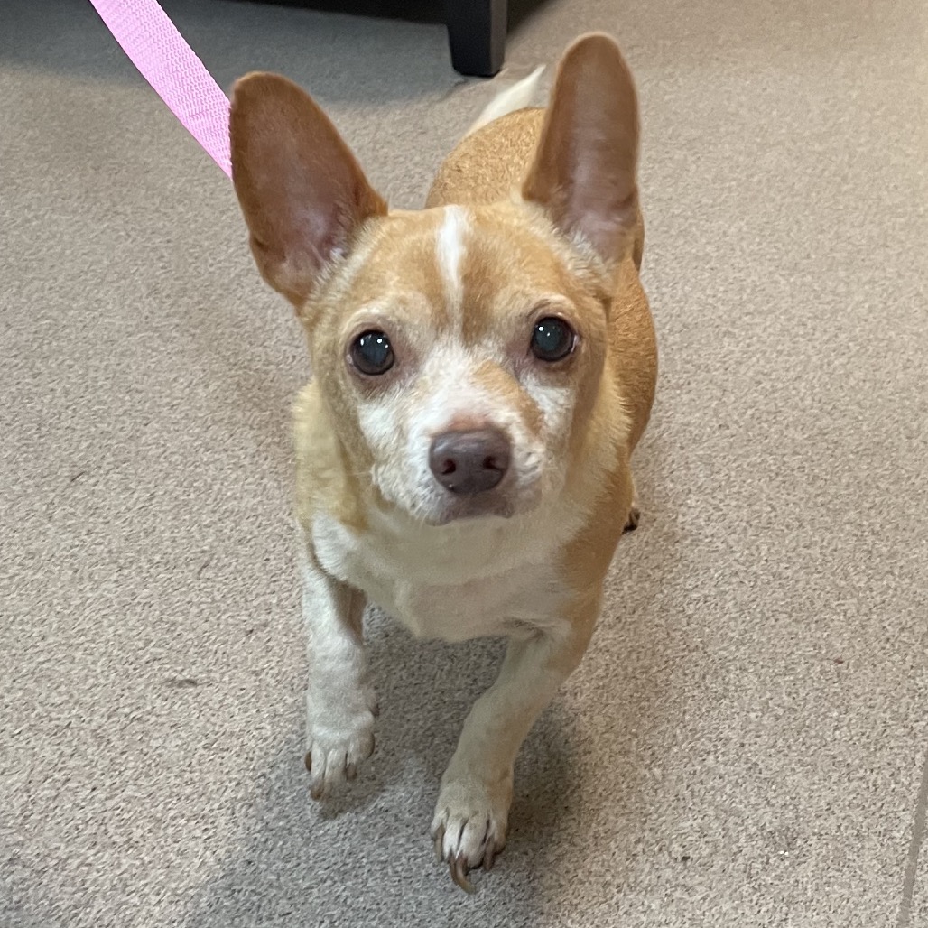 Shelter Stray Male Dog last seen , 361 S Raymond Ave, Pasadena, CA 91105, USA