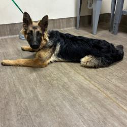 Shelter Stray Male Dog last seen , 361 S Raymond Ave, Pasadena, CA 91105, USA