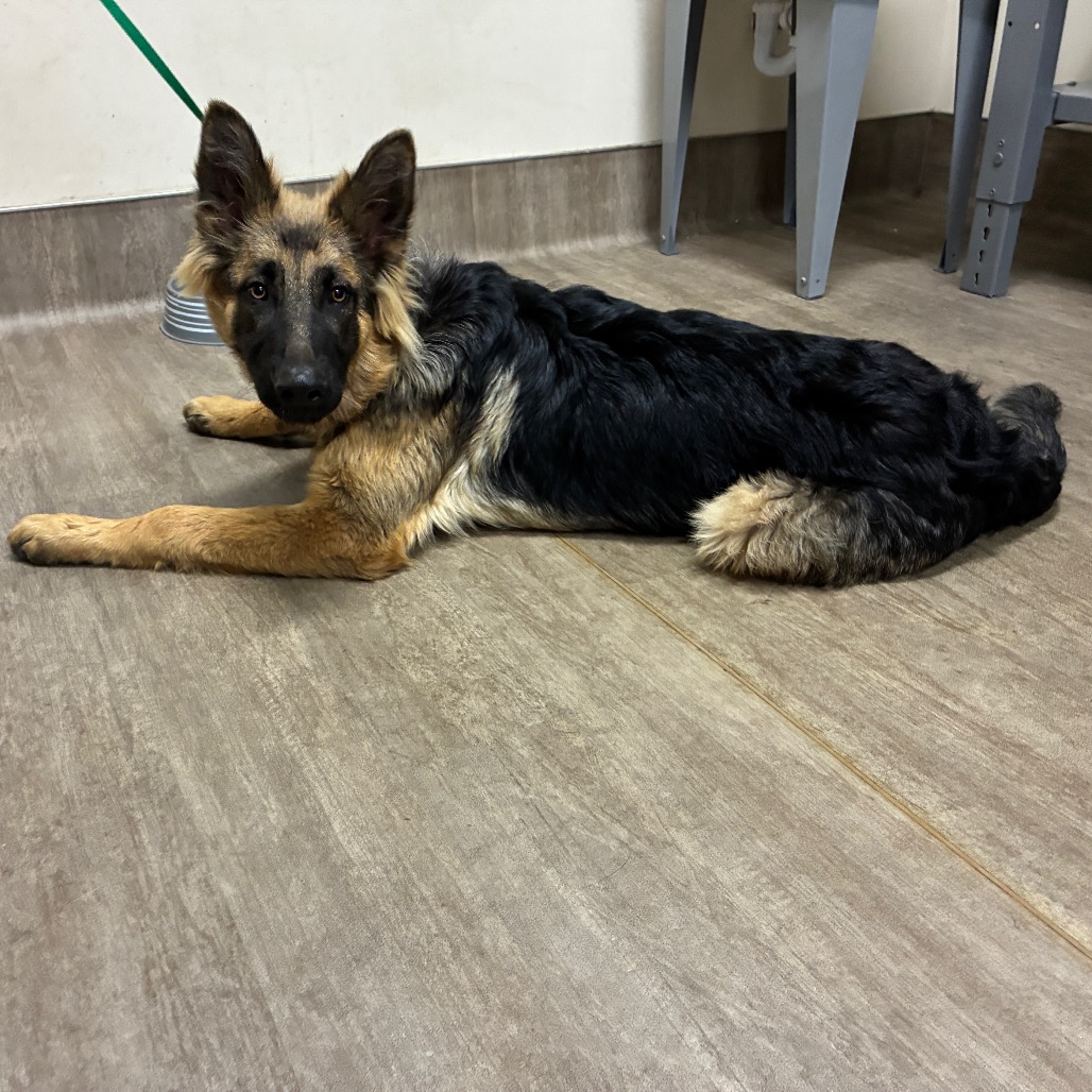 Shelter Stray Male Dog last seen , 361 S Raymond Ave, Pasadena, CA 91105, USA