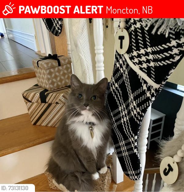 Lost Female Cat last seen Near Parkdale drive, Moncton, NB 