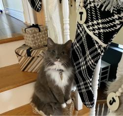 Lost Female Cat last seen Near Parkdale drive, Moncton, NB 