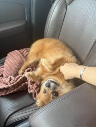 Reunited Female Dog last seen North ashland dr, Burlington, NC 27217