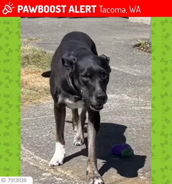 Lost Female Dog last seen 64th and pacific ave, Tacoma, WA 98408
