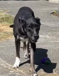 Lost Female Dog last seen 64th and pacific ave, Tacoma, WA 98408