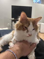 Lost Male Cat last seen Beatty road of off Houcks mill, Monkton, MD 21111
