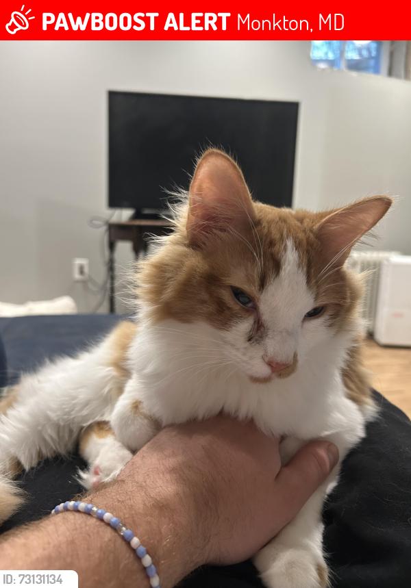 Lost Male Cat last seen Beatty road of off Houcks mill, Monkton, MD 21111
