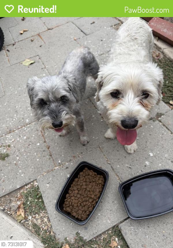 Reunited Unknown Dog last seen Lynwood High School on Imperial, Lynwood, CA 90262