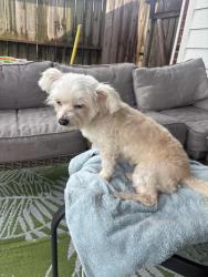 Reunited Female Dog last seen Baldwin Elm St and Dahlia Brook Way, Fort Bend County, TX 77407