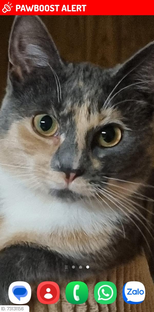Lost Female Cat last seen Near Westpark Way, Fort Saskatchewan, AB T8L 3X1