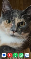 Lost Female Cat last seen Near Westpark Way, Fort Saskatchewan, AB T8L 3X1